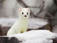 image of ermine