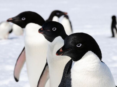 three penguins together