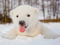 image of polar bear