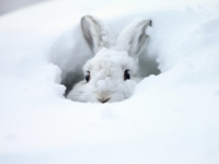 image of snow bunny