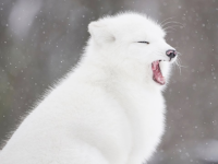 image of snow fox