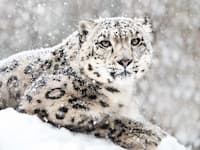 image of snow leopard