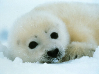 image of snow seal